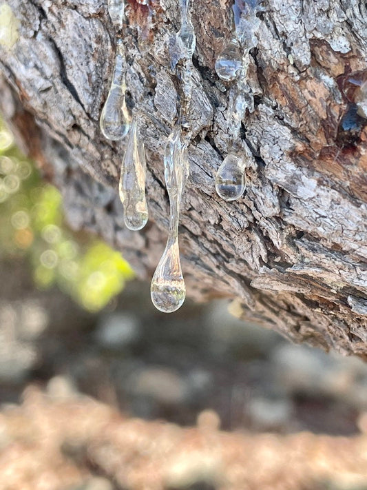 Is Chios Mastic Gum Sustainable?