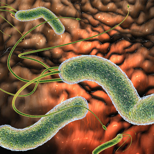 Infographic on the IARC study: Helicobacter pylori and stomach cancer