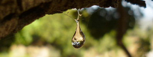 Uncover the Benefits of Premium Mastic Gum: Enhance Your Wellness Journey