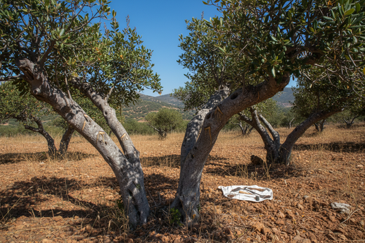 The Legend of the Chios "Tears". What Does the Legend Say? Why Do Trees "Weep"?